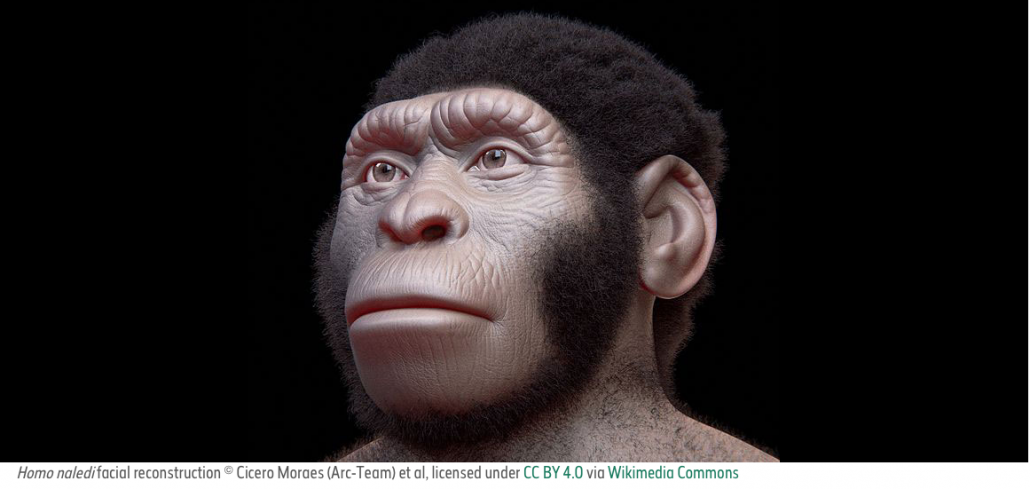 Human evolution transcreation exercise