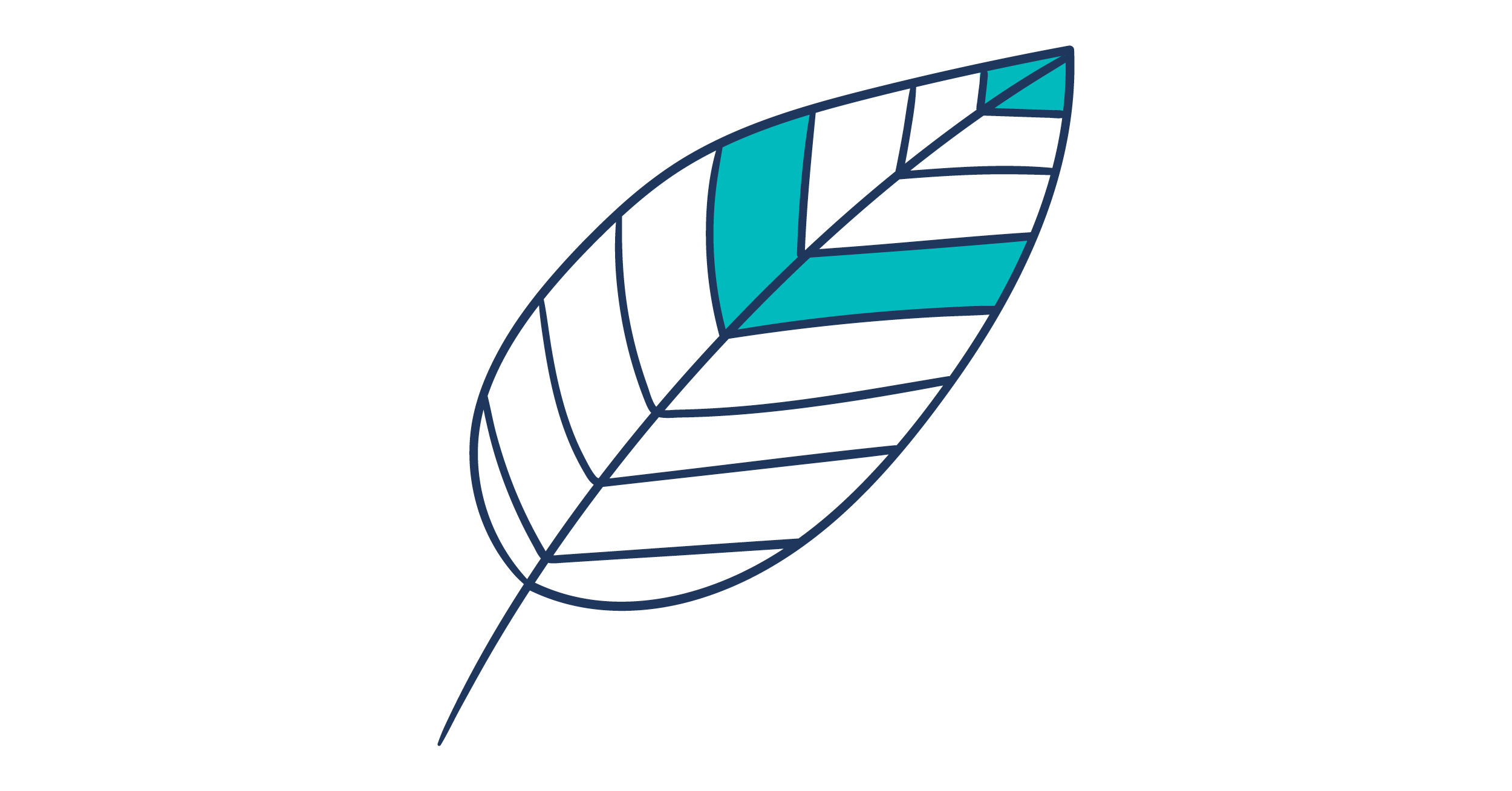 Illustration of a leaf