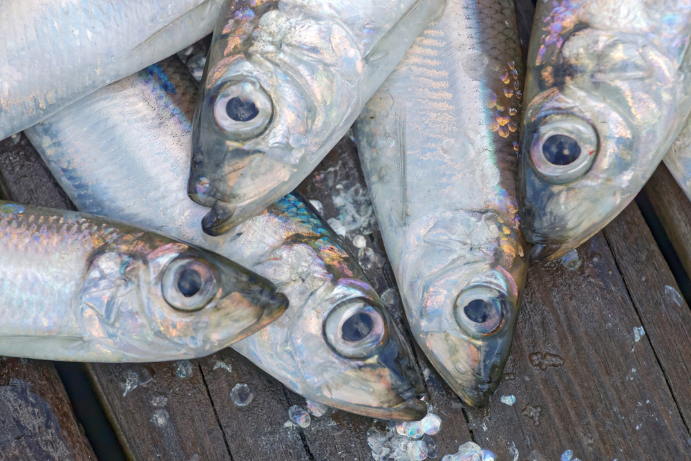 Like herrings in a barrel - Dutch idioms